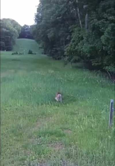 Hawk attacks animal, then...