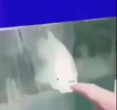 MMMMMMMMMMM FISH