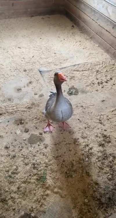 Honk honk muthaf&amp;amp;$@