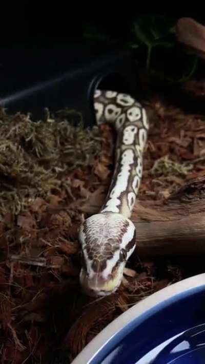 curious Biggie