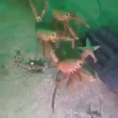 🦀