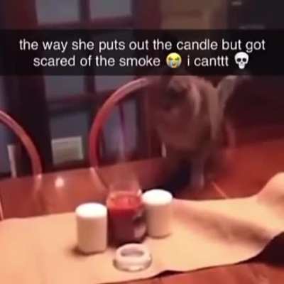 Kitty got so scared that she forgot how falling works