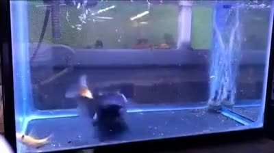 Fish eats another fish of equal Size