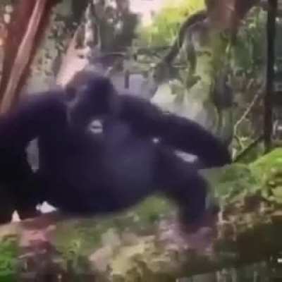 Monke yump