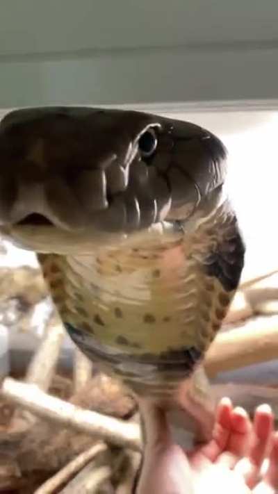 &eth; Noodle (not OC)