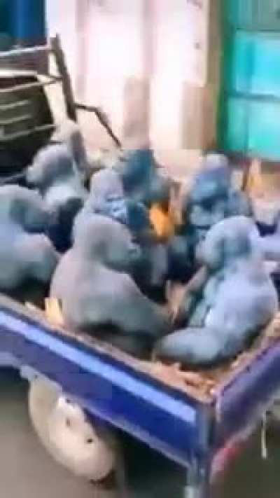 🦍