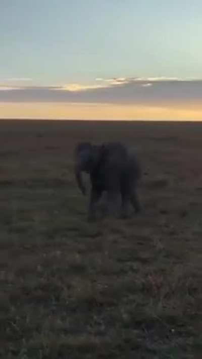 Walking babyelephant