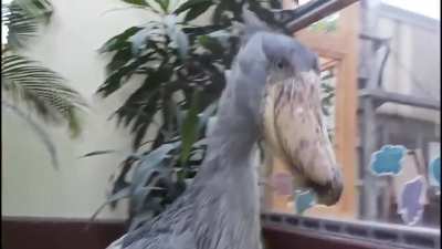 The Shoebill, a large long-legged wading bird native to East Africa. While normally silent, both nestlings and adults engage in bill-clattering during the nesting season as a means of communication.