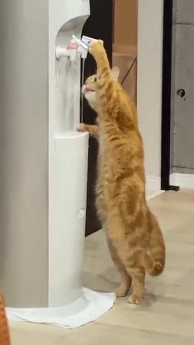 When the cat is tired of waiting for his water bowl refill.