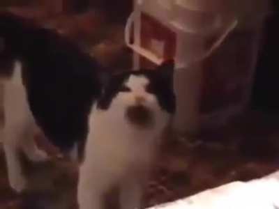 So cats can throw tantrums