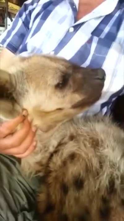 Hyena receives scritches.