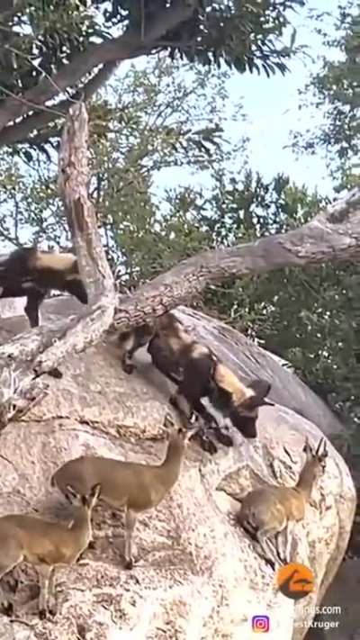 to catch a prey