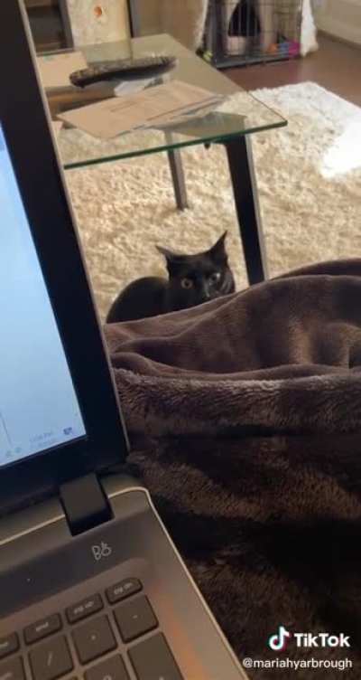 Cats are scary as hell