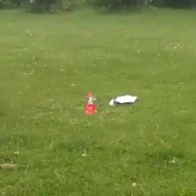 boy saving cat from science experiment!