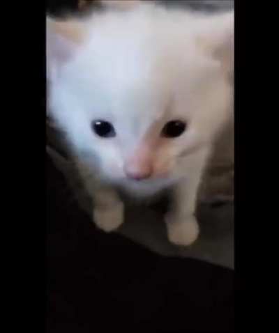 Herbert
