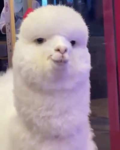 Is this alpaca flirting with me? It&rsquo;s working