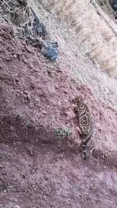 Predator vs Prey