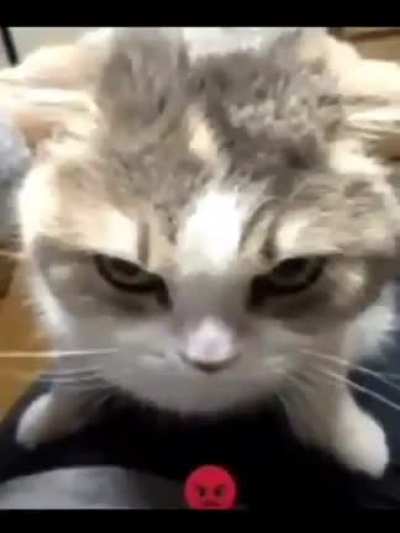 Angry Cats