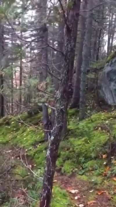 🔥 forest floor breathing 🔥