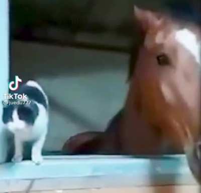 Deep fried horse.