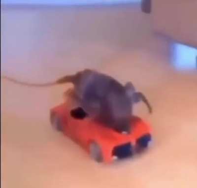 lobter car