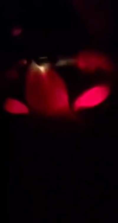 Cat + Flashlight = Devil
