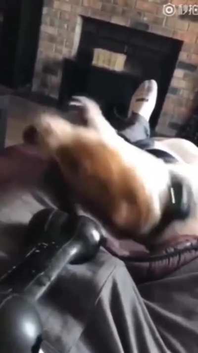 to play with a dog