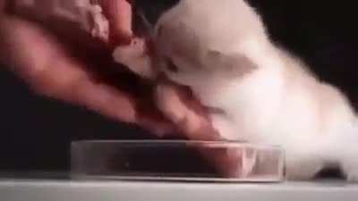 the shredding