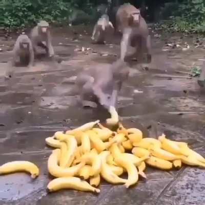 Pl&aacute;tano Speedrun