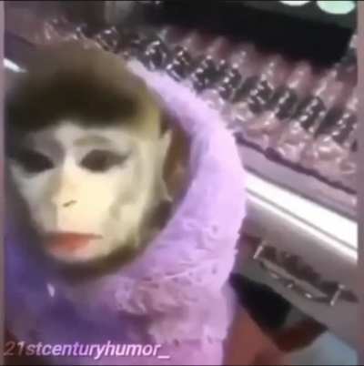 Honestly the funniest shit I&rsquo;ve ever seen