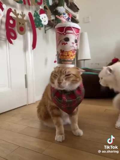 festive wunk