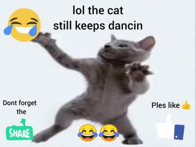 OMG!1!1! THE CAT İS DANCİN LOL