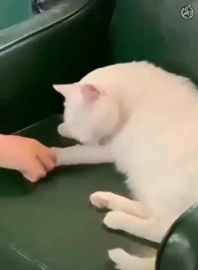 AnimAL aBUseR rEmoVeS CaT's LiMB