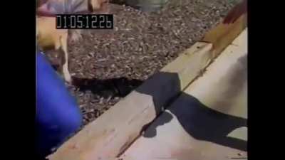 Don't fuck with Pinky