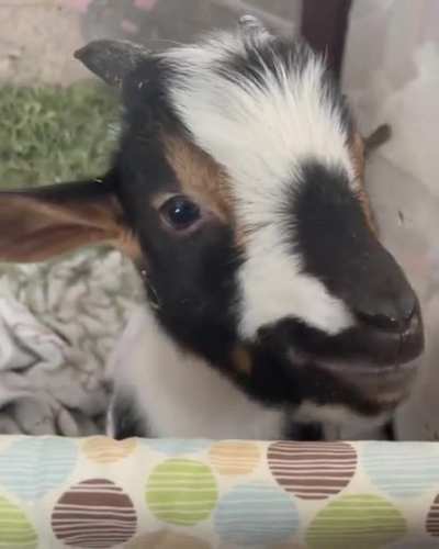 Lunch date with Patrick at Ruby Slipper Goat Rescue 🔈