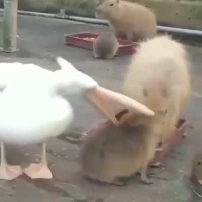 Ниасилил