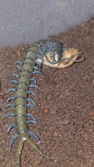 1st meal after molt