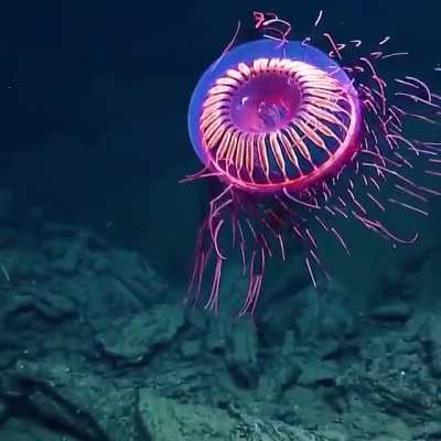 🔥 The Halitrephes maasi jelly filmed off Baja California by EVNautilus 🔥