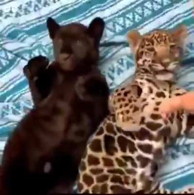 Котики