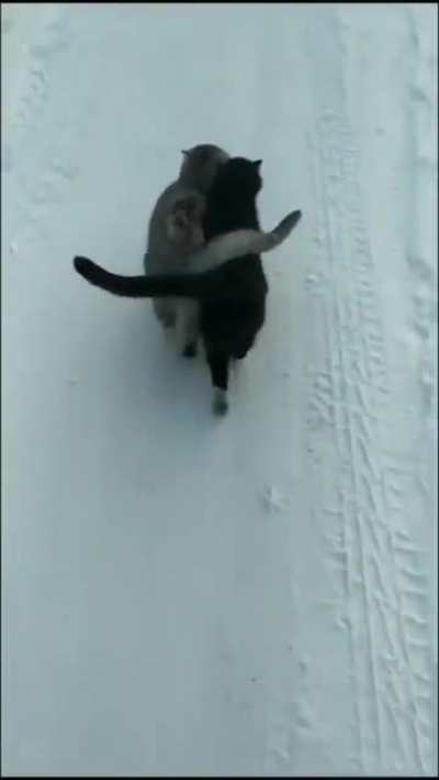 Where have you seen such a pair of cats, it is Dena Husband Wife Happy ka