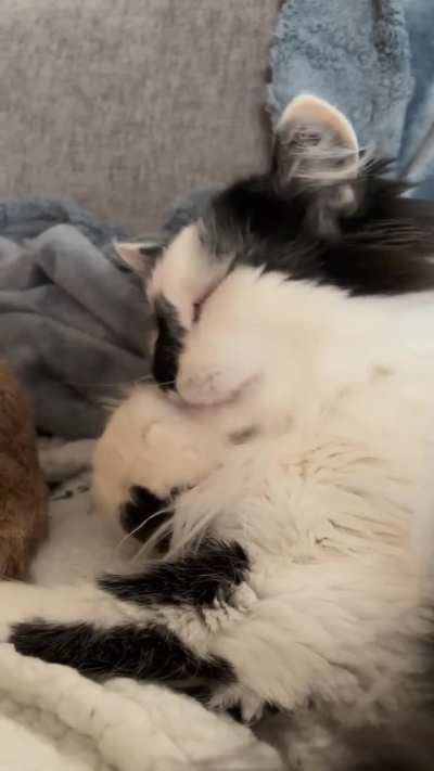 Thorough bean clean!
