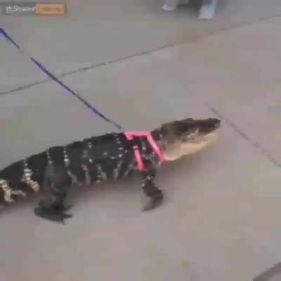 Gator 🐊 🥰