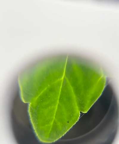2 weeks cannabis seedling with webs