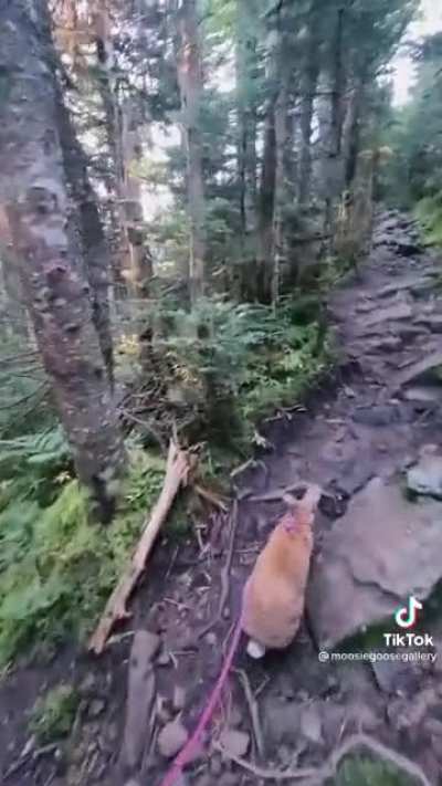 Hiking with bunny