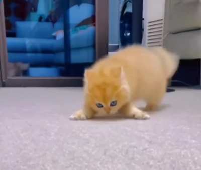 Fluffy orange crab