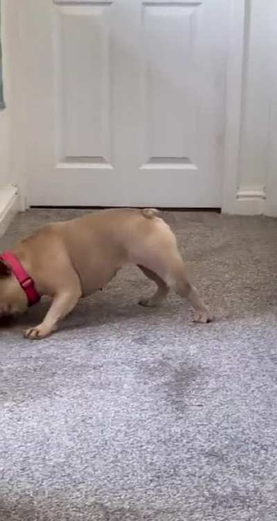Back leg goes &lsquo;ping!&rsquo;