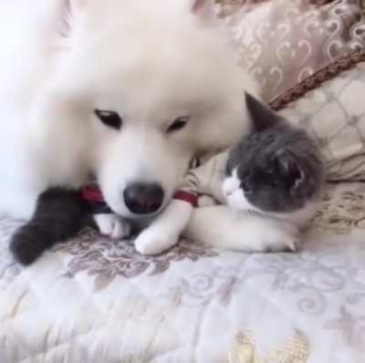 Cute cloud