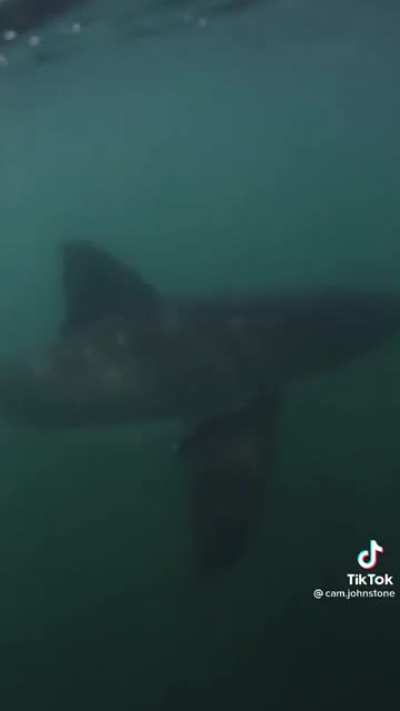 What I imagine is under me every time I&rsquo;m in water!