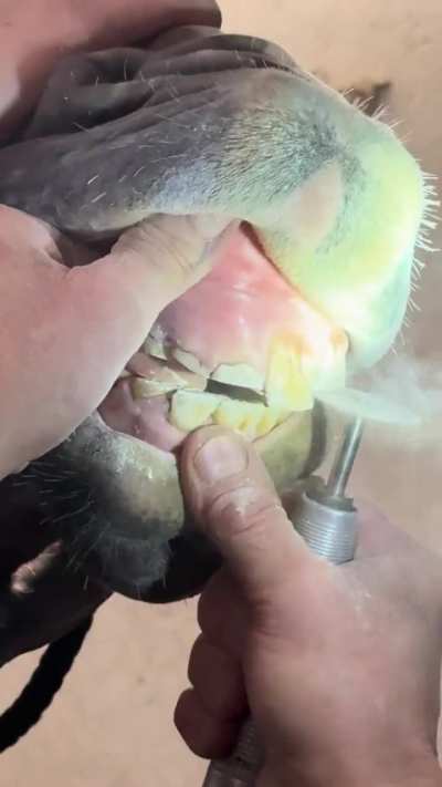 Just parrot mouth things