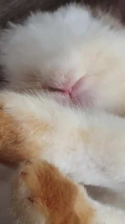 Big yawn